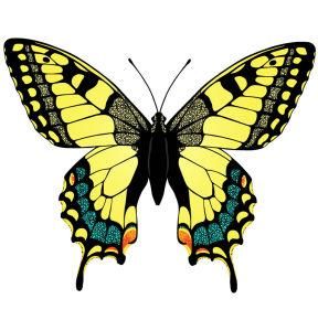 蝴蝶標本 蝴蝶標本