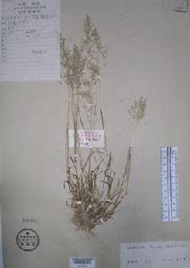 矮小沿溝草 矮小沿溝草