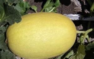 金蜜一號 金蜜一號