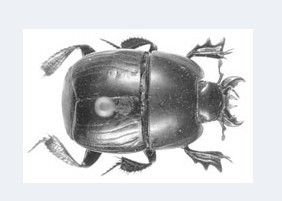 閻魔蟲科 閻魔蟲科