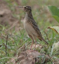 小雲雀西南亞種