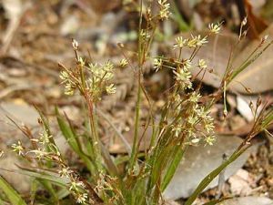 安圖地楊梅 安圖地楊梅