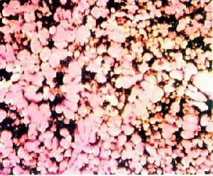 光學金相顯微術