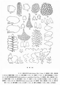 小瓣光萼苔 小瓣光萼苔