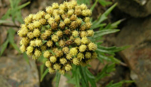 寬葉亞菊 寬葉亞菊