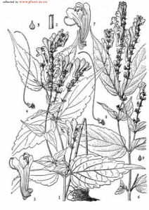 尾葉黃芩 尾葉黃芩