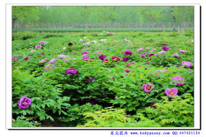 菏澤東元花卉有限公司 菏澤東元花卉有限公司