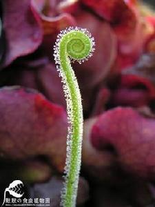 絲葉茅膏菜 絲葉茅膏菜