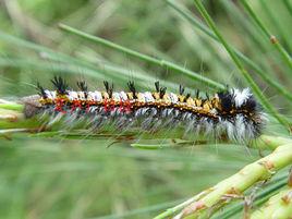 檞寄生[動物名]