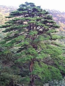 北美喬松 北美喬松