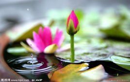 芙蓉出水 芙蓉出水