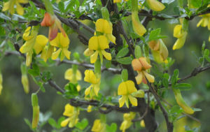 彎枝錦雞兒 彎枝錦雞兒