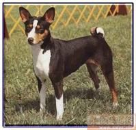 貝吉生犬 貝吉生犬