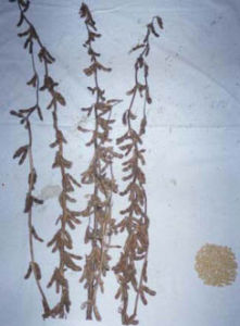 墾鑒北豆1號 墾鑒北豆1號