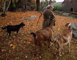 塔莎奶奶 塔莎奶奶