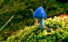天藍色蘑菇 天藍色蘑菇