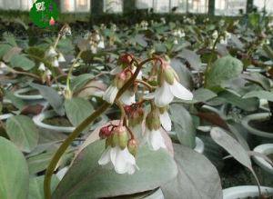 峨眉岩白菜 峨眉岩白菜