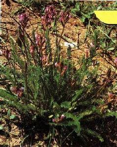 柔弱雞瘡草 柔弱雞瘡草