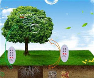 土壤呼吸 土壤呼吸