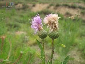 全葉麻花頭 全葉麻花頭