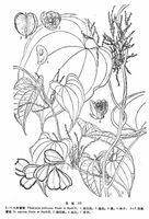 梨果薯蕷 梨果薯蕷