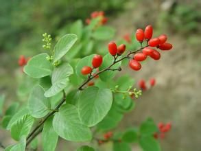 多花色兒茶 多花色兒茶