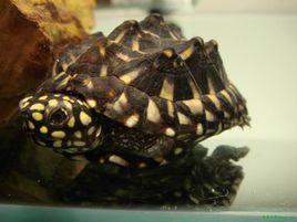 斑點池龜 斑點池龜