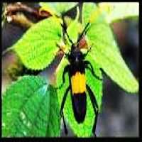 二斑黑絨天牛 二斑黑絨天牛