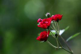 十姐妹花 十姐妹花