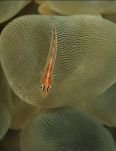 蝦虎魚分 蝦虎魚分