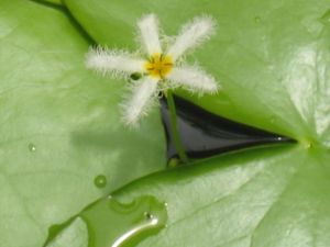 金銀蓮花 金銀蓮花