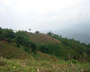 王成八自然村 王成八自然村