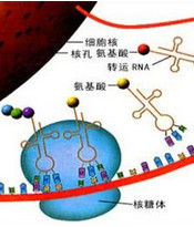 遺傳密碼 遺傳密碼