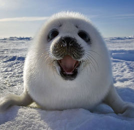 豎琴海豹 豎琴海豹