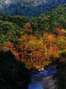 金童山國家級自然保護區 金童山國家級自然保護區