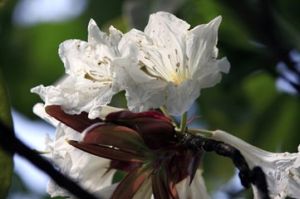 耳葉杜鵑 耳葉杜鵑