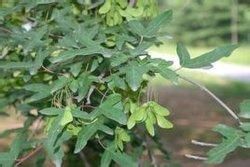 大葉細裂槭(變種) 大葉細裂槭(變種)