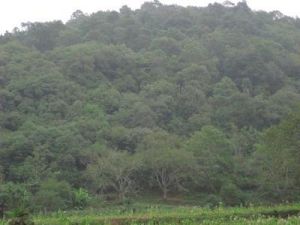 李子寨村生態林