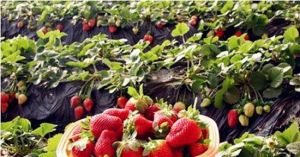 白鶴草莓園 白鶴草莓園