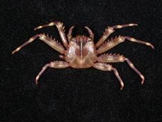 裸掌盾牌蟹 裸掌盾牌蟹