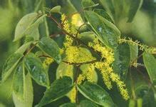 癭椒樹屬 癭椒樹屬