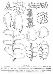 圓葉無萼苔 圓葉無萼苔