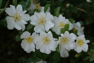 金櫻子[薔薇科植物]