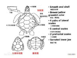 綠海龜外部結構圖