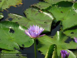 儋州熱帶植物園 儋州熱帶植物園