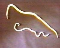 線形動物門 線形動物門