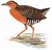 斑肋田雞 斑肋田雞