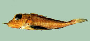 琉球棘角魚 琉球棘角魚