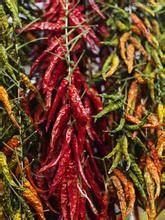 西班牙椒 西班牙椒