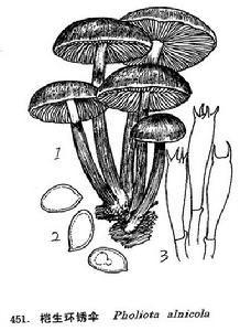 榿生環銹傘 榿生環銹傘